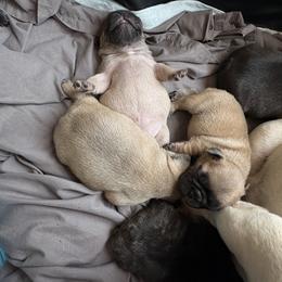 Oui (Wee) - Fawn female French Bulldog puppy in Alabama from Rathbone Bulldogs
