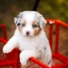 Lily - Blue merle female Australian Shepherd puppy in Georgetown, Texas from River Reign Australian Shepherds