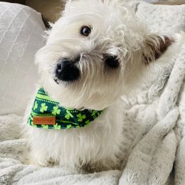 West Highland White Terrier Puppies from Bountiful Westies of West Michigan