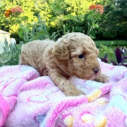 Poodle Puppies from Pet Guardian Smart Kennels, LLC
