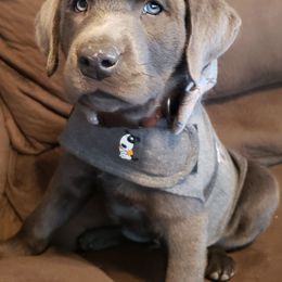 Dilute Retriever Puppies from Columbia Basin Labs