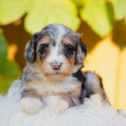 Chanel - Blue merle female Bernedoodle puppy in Spokane, Washington from Lilac City Doodles