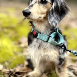 Charlie - Dachshund