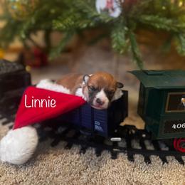 Linnie - Red female Pembroke Welsh Corgi puppy in Sheldon, Missouri from Clearsky Corgis