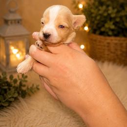 Gunther - White male Miniature Schnauzer puppy in Miami, Florida from Chiquiticos Shnauzers