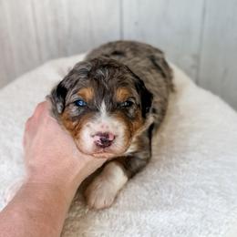 Boy 3 - Blue merle male Aussiedoodle puppy in Arlington, Washington from Doodle Love Laugh