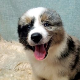 Australian Shepherd Puppies from Winsome Aussies
