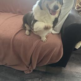 Moon - Pembroke Welsh Corgi