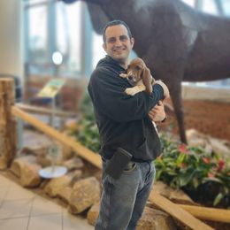 Elroy (Black) - Mahogany and white male Basset Hound puppy in Lebanon, Ohio from Lady Mae Bassets