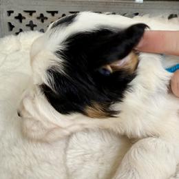 Christmas Vacation - Tri-color female Bernedoodle puppy in Hegins, Pennsylvania from Bubbling Springs Doodles, LLC