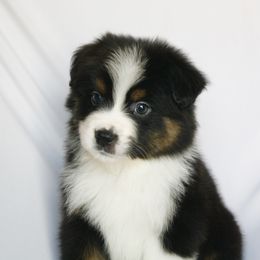 Samuel - Black tri-color male Australian Shepherd puppy in Richmond, Texas from Big Zen Aussies