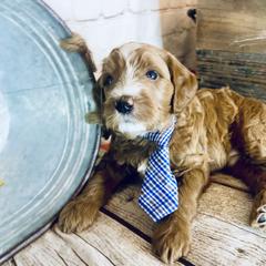 Double Doodle Puppies from North Texas Golden Mountain Doodles