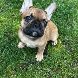 French Bulldog Puppies from Frog Faced Frenchies