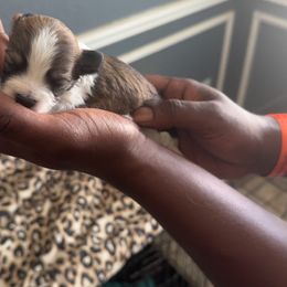 Girl 5 - Chocolate, tan and white female Yorkshire Terrier puppy in Little Elm, Texas from Breedlove Pupps