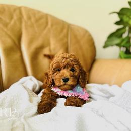 Goldendoodle puppies from Reddy Poodles & Doodles