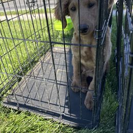 Hazel - Apricot female Goldendoodle puppy in Fairview, Utah from Doodle Café