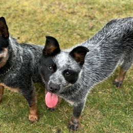 Australian Cattle Dogs from Willamette Valley Heelers