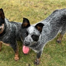 Australian Cattle Dogs from Willamette Valley Heelers