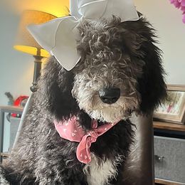 London - Black Goldendoodle puppy in Lititz, Pennsylvania from Heyday Doodles