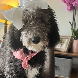 London - Black Goldendoodle puppy in Lititz, Pennsylvania from Heyday Doodles