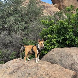 Bull Terrier Puppies from Lynn Hill Bull Terriers