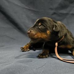 Puffball - Black and tan female Beauceron puppy in Margate, Florida from Soleil et Lune Beaucerons