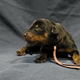Puffball - Black and tan female Beauceron puppy in Margate, Florida from Soleil et Lune Beaucerons