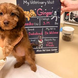 Maple - Red female Dachshund puppy in Riverside, California from Keeping it mini kennels