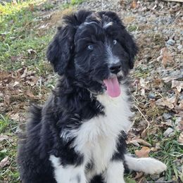 Male 1 - Black tri-color male Aussiedoodle puppy in Mouth Of Wilson, Virginia from Holly Ridge Aussies, Aussiedoodles & Corgis