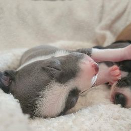 Brussels Griffon and Italian Greyhound Puppies from Adornare Kennels