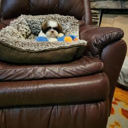 Beautiful Red Baron - Red and white male Shih Tzu puppy in Cartersville, Georgia from 100 Acre Woods Shih Tzu Plantation