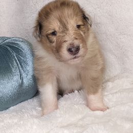 Collie Puppies from Nine Eves