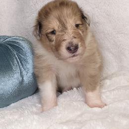 Collie Puppies from Nine Eves