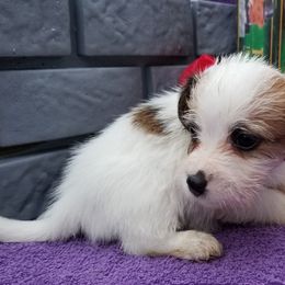 Russell Terrier Puppies from Hearthrob Haven
