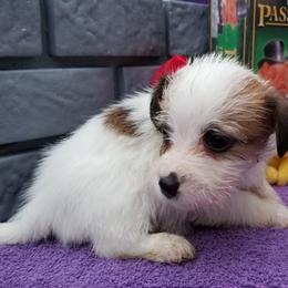 Russell Terrier Puppies from Hearthrob Haven