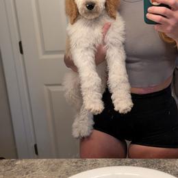 Grey Collar - Parti female Goldendoodle puppy in Olympia, Washington from Sinclairdoodles