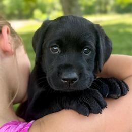 Ireland- Pink Collar - Black female Labrador Retriever puppy in Greensburg, Kentucky from Paws Farm Retrievers