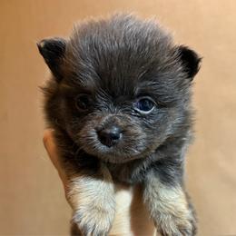 Selkie - Blue and tan female Pomeranian puppy in Port Angeles, Washington from Pacific Northwest Pomeranians