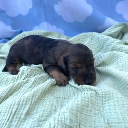 Boy 1 - Dapple male Dachshund puppy in Dyess Afb, Texas from Story Dachshunds
