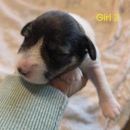 Girl 2 - Parti female Miniature Schnauzer puppy in Kersey, Colorado from Fosters Schnauzers