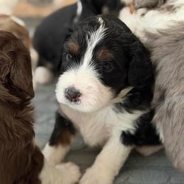 Female 2 - female Australian Mountain Doodle puppy in Culpeper, Virginia from Hazel River Doodles