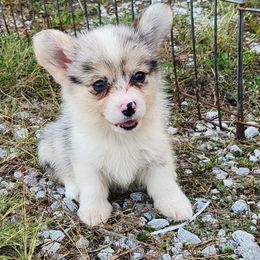 Holly - Blue merle and white female American Corgi puppy in Dunbar, Nebraska from Vintage Corgis