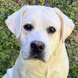 Opal - Labrador Retriever