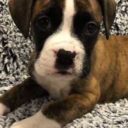 Boxers from Carters Boxer Babies