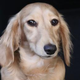 Alice - Dachshund