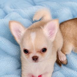 Clark - Cream and white male Chihuahua puppy in Bucks County, Pennsylvania from Sweet Bean Chihuahuas