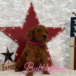 Goldendoodle Puppies from Jeremy Dafoe