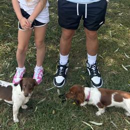 Dachshunds from David cook