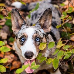 Nova - Cardigan Welsh Corgi