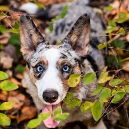 Nova - Cardigan Welsh Corgi